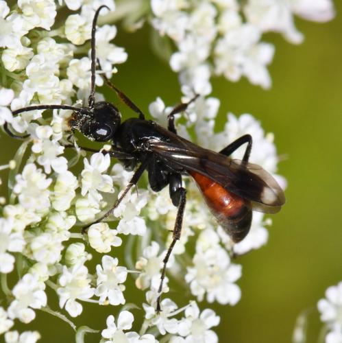 Priocnemis sp.